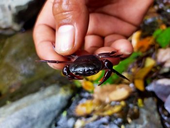 Close-up of small crab on hand