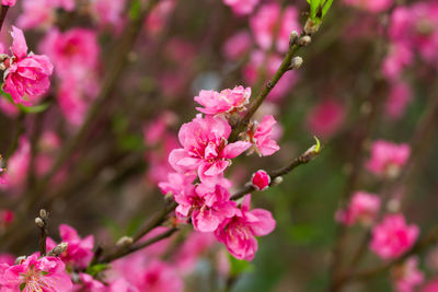 Close-up of pink flowers