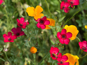 Close-up of pink flowering plants