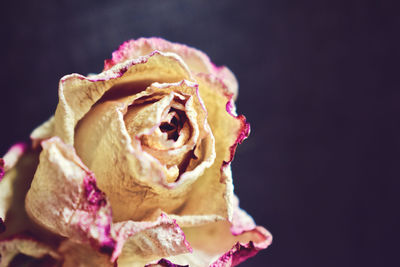 Close-up of wilted rose against black background