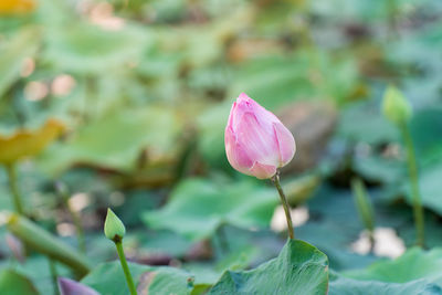 Close-up of pink lotus water lily