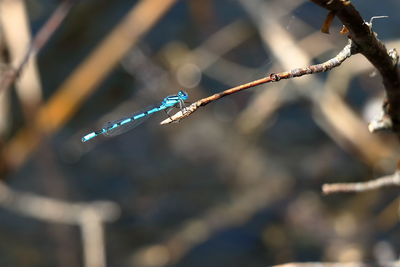 Close-up of damselfly on water