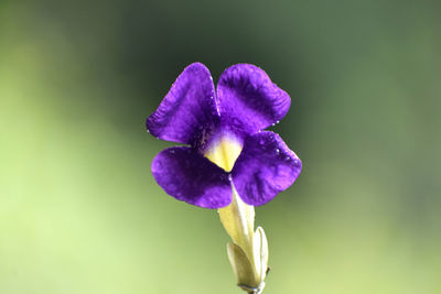 Close-up of purple flower