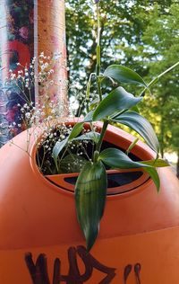 Close-up of potted plant