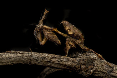 Close-up of insect on wood against black background