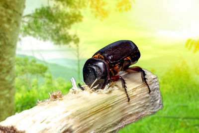 Close-up of insect on wood