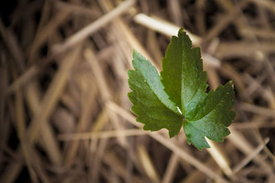 Close-up of fresh green leaves