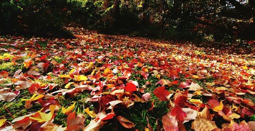 Flowers growing on field during autumn