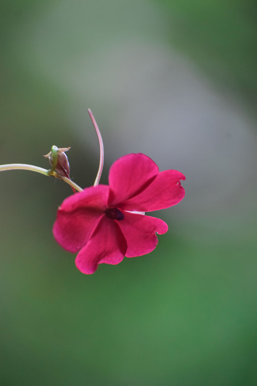 CLOSE-UP OF PINK FLOWER PLANT