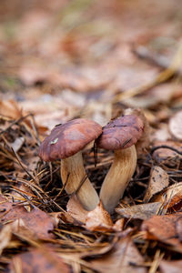 Close-up of mushroom growing on field