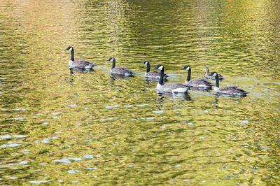 Ducks swimming in lake