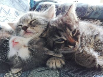 Close-up of cat sleeping