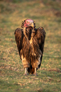 Close-up of bird on field