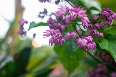 Close-up of pink flowering plant