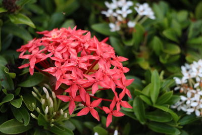 Close-up of red flowering plant