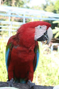 Scarlet macaw perching on tree at national park
