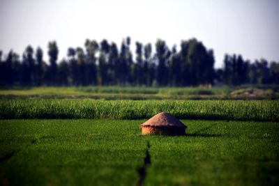 Scenic view of grassy field against sky