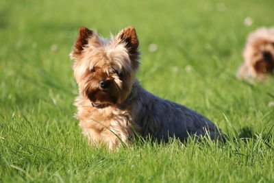 Portrait of dog on grass