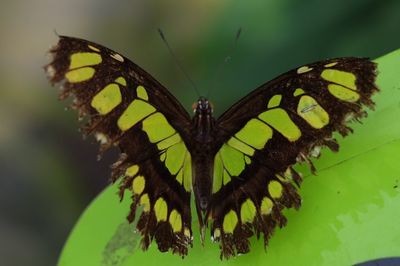 Close-up of butterfly on leaf