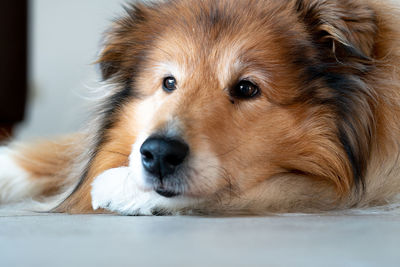 Close-up portrait of dog lying on floor