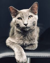 Close-up portrait of cat sitting on floor