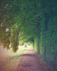 Road amidst trees on landscape