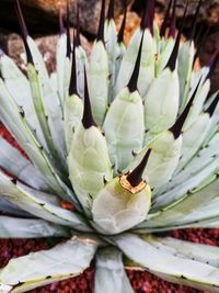Close-up of insect on flower