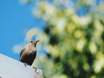 Low angle view of bird perching