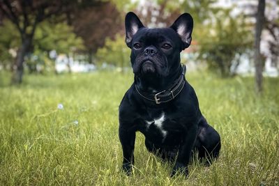 Portrait of black dog on field