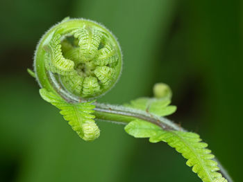 Close-up of insect on leaf