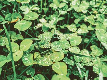 High angle view of raindrops on leaves