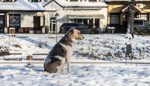 Dog on snow covered landscape during winter