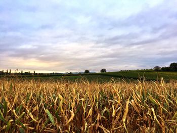 Scenic view of grassy field against cloudy sky