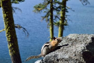 View of an animal on rock