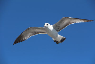 Low angle view of birds flying against blue sky