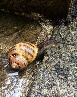 Close-up of snail