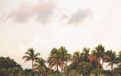 Low angle view of palm trees against sky