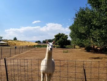 Horse on field against sky