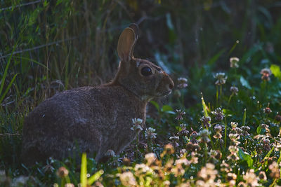 Rabbit in early morning sun