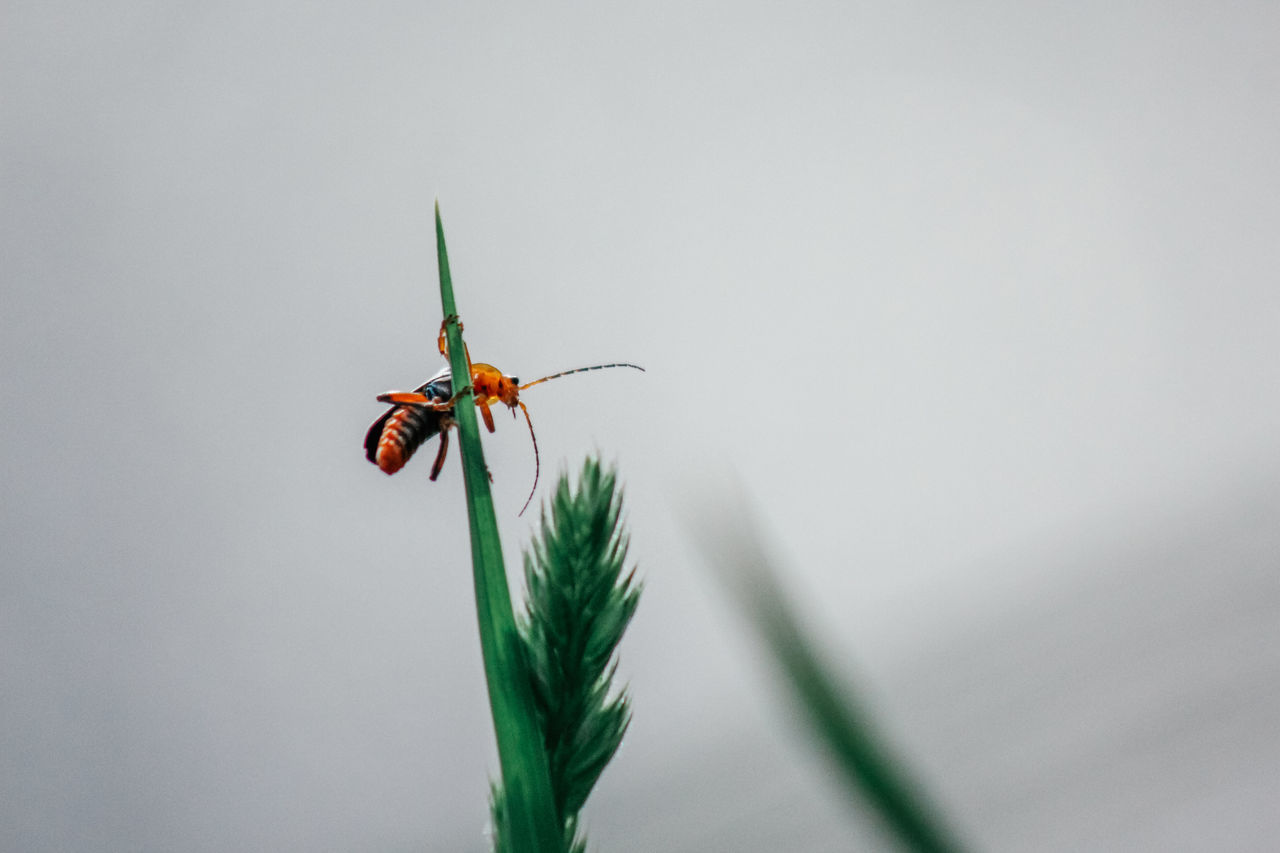 insect, animal, green, animal themes, animal wildlife, macro photography, close-up, one animal, wildlife, nature, leaf, plant, no people, animal wing, flower, dragonfly, beauty in nature, animal body part, plant part, plant stem, outdoors, focus on foreground, wing, day, macro, fragility