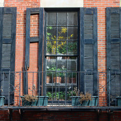 Potted plant on window of building