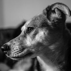 Close-up of dog looking away