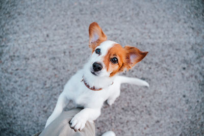 Top view of cute jack russell dog in the street. standing close to owner feet. pets outdoors 