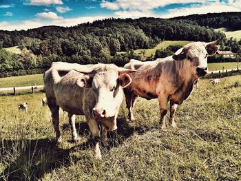 Cows on field against sky