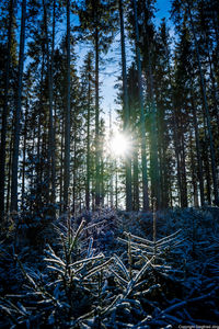 Sunlight streaming through pine trees in forest against bright sun