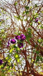 Low angle view of pink flowers