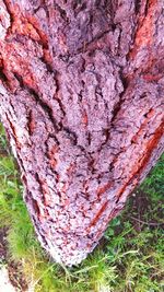 Close-up of red tree