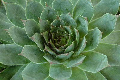 Full frame shot of succulent plant