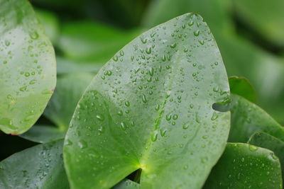 Close-up of wet plant leaves during rainy season