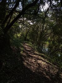 Trees growing in forest